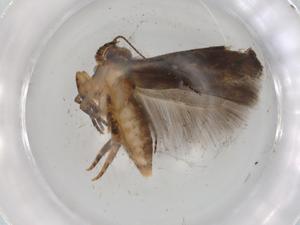  ( - BIOUG98505-D03)  @11 [ ] CreativeCommons - Attribution (2023) Centre for Biodiversity Genomics Centre for Biodiversity Genomics