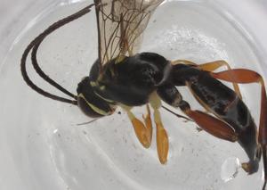  ( - BIOUG98507-E02)  @11 [ ] CreativeCommons - Attribution (2023) Centre for Biodiversity Genomics Centre for Biodiversity Genomics