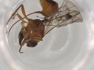  ( - BIOUG98508-D02)  @11 [ ] CreativeCommons - Attribution (2023) Centre for Biodiversity Genomics Centre for Biodiversity Genomics