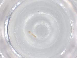  ( - BIOUG99422-G08)  @11 [ ] CreativeCommons - Attribution (2023) Centre for Biodiversity Genomics Centre for Biodiversity Genomics