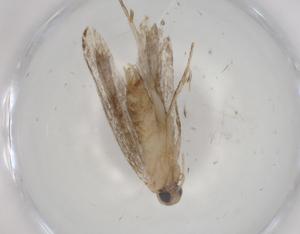  ( - BIOUG99460-B02)  @11 [ ] CreativeCommons - Attribution (2023) Centre for Biodiversity Genomics Centre for Biodiversity Genomics