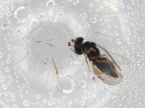  ( - BIOUG99461-C07)  @11 [ ] CreativeCommons - Attribution (2023) Centre for Biodiversity Genomics Centre for Biodiversity Genomics