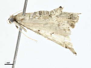  ( - BIOUG99545-C02)  @11 [ ] CreativeCommons - Attribution (2023) CBG Photography Group Centre for Biodiversity Genomics