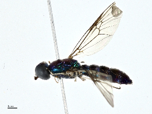  ( - BIOUG99545-H05)  @11 [ ] CreativeCommons - Attribution (2023) CBG Photography Group Centre for Biodiversity Genomics