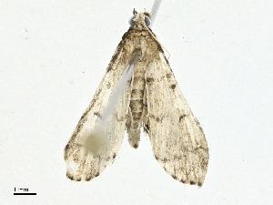  ( - BIOUG99546-D01)  @11 [ ] CreativeCommons - Attribution (2023) CBG Photography Group Centre for Biodiversity Genomics