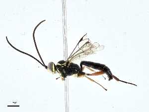  ( - CBG-A00283-A07)  @11 [ ] CreativeCommons - Attribution (2023) CBG Photography Group Centre for Biodiversity Genomics