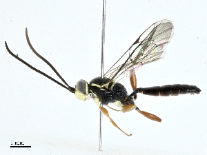  ( - CBG-A00285-C05)  @11 [ ] CreativeCommons - Attribution (2023) CBG Photography Group Centre for Biodiversity Genomics