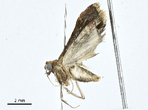  ( - CBG-A00286-A09)  @11 [ ] CreativeCommons - Attribution (2023) CBG Photography Group Centre for Biodiversity Genomics