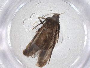  ( - CBG-A51522-E02)  @11 [ ] CreativeCommons - Attribution Share - Alike (2024) Centre for Biodiversity Genomics Centre for Biodiversity Genomics