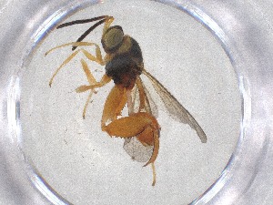  ( - CBG-A51524-G04)  @11 [ ] CreativeCommons - Attribution Share - Alike (2024) Centre for Biodiversity Genomics Centre for Biodiversity Genomics