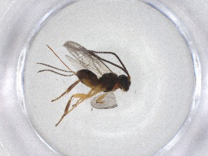  ( - CBG-A51525-D05)  @11 [ ] CreativeCommons - Attribution Share - Alike (2024) Centre for Biodiversity Genomics Centre for Biodiversity Genomics