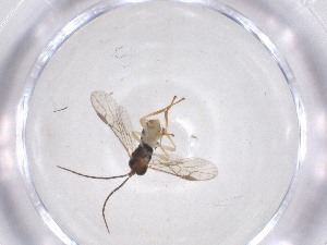  ( - CBG-A51526-F05)  @11 [ ] CreativeCommons - Attribution Share - Alike (2024) Centre for Biodiversity Genomics Centre for Biodiversity Genomics