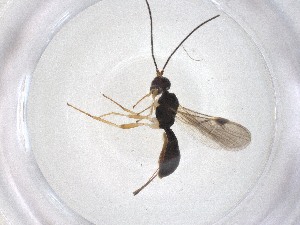  ( - CBG-A51552-A11)  @11 [ ] CreativeCommons - Attribution Share - Alike (2024) Centre for Biodiversity Genomics Centre for Biodiversity Genomics