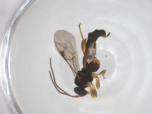  ( - CBG-A51554-D08)  @11 [ ] CreativeCommons - Attribution Share - Alike (2024) Centre for Biodiversity Genomics Centre for Biodiversity Genomics