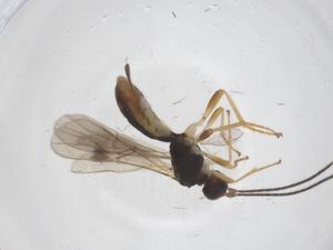  ( - CBG-A51559-A08)  @11 [ ] CreativeCommons - Attribution Share - Alike (2024) Centre for Biodiversity Genomics Centre for Biodiversity Genomics