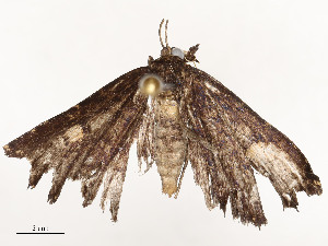  ( - CBG-A51901-A11)  @11 [ ] CreativeCommons - Attribution Share - Alike (2024) CBG Photography Group Centre for Biodiversity Genomics