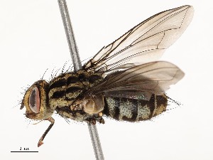  ( - CBG-A51902-C02)  @11 [ ] CreativeCommons - Attribution Share - Alike (2024) CBG Photography Group Centre for Biodiversity Genomics