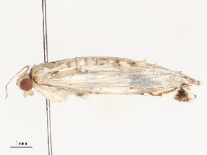  ( - CBG-A51903-A02)  @11 [ ] CreativeCommons - Attribution Share - Alike (2024) CBG Photography Group Centre for Biodiversity Genomics