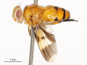  ( - CBG-A51903-E06)  @11 [ ] CreativeCommons - Attribution Share - Alike (2024) CBG Photography Group Centre for Biodiversity Genomics