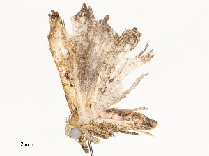  ( - CBG-A51903-G04)  @11 [ ] CreativeCommons - Attribution Share - Alike (2024) CBG Photography Group Centre for Biodiversity Genomics
