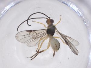  ( - CBG-A53384-C09)  @11 [ ] CreativeCommons - Attribution Share - Alike (2024) Centre for Biodiversity Genomics Centre for Biodiversity Genomics