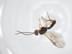  (Stiropius Malaise3030 - CBG-A53416-F09)  @11 [ ] CreativeCommons - Attribution Share - Alike (2024) Centre for Biodiversity Genomics Centre for Biodiversity Genomics