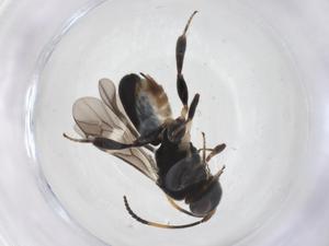  ( - CBG-A53418-A04)  @11 [ ] CreativeCommons - Attribution Share - Alike (2024) Centre for Biodiversity Genomics Centre for Biodiversity Genomics