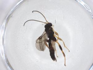  ( - CBG-A53418-D08)  @11 [ ] CreativeCommons - Attribution Share - Alike (2024) Centre for Biodiversity Genomics Centre for Biodiversity Genomics