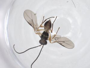  ( - CBG-A53424-D08)  @11 [ ] CreativeCommons - Attribution Share - Alike (2024) Centre for Biodiversity Genomics Centre for Biodiversity Genomics