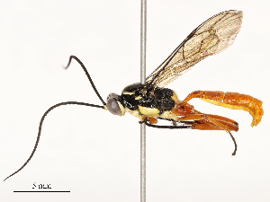  ( - CBG-A53646-D10)  @11 [ ] CreativeCommons - Attribution Share - Alike (2024) CBG Photography Group Centre for Biodiversity Genomics