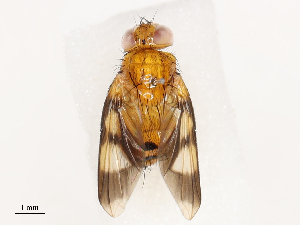  ( - CBG-A53647-A02)  @11 [ ] CreativeCommons - Attribution Share - Alike (2024) CBG Photography Group Centre for Biodiversity Genomics