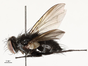  (Ebenia Malaise5023 - CBG-A53647-A12)  @11 [ ] CreativeCommons - Attribution Share - Alike (2024) CBG Photography Group Centre for Biodiversity Genomics