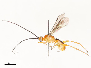  ( - CBG-A53648-H03)  @11 [ ] CreativeCommons - Attribution Share - Alike (2024) CBG Photography Group Centre for Biodiversity Genomics