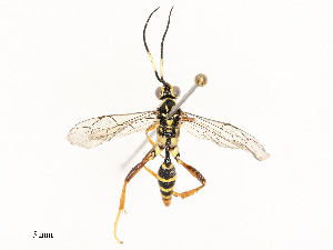  ( - CBG-A53649-C12)  @11 [ ] CreativeCommons - Attribution Share - Alike (2024) CBG Photography Group Centre for Biodiversity Genomics