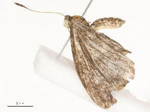  ( - CBG-A53649-D06)  @11 [ ] CreativeCommons - Attribution Share - Alike (2024) CBG Photography Group Centre for Biodiversity Genomics