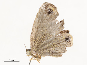  ( - CBG-A53649-E01)  @11 [ ] CreativeCommons - Attribution Share - Alike (2024) CBG Photography Group Centre for Biodiversity Genomics