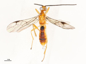  ( - CBG-A53651-E04)  @11 [ ] CreativeCommons - Attribution Share - Alike (2024) CBG Photography Group Centre for Biodiversity Genomics