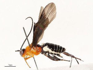  ( - CBG-A53651-E06)  @11 [ ] CreativeCommons - Attribution Share - Alike (2024) CBG Photography Group Centre for Biodiversity Genomics