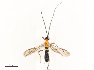  ( - CBG-A53651-E08)  @11 [ ] CreativeCommons - Attribution Share - Alike (2024) CBG Photography Group Centre for Biodiversity Genomics