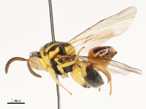  (chalMalaise01 Malaise5860 - CBG-A53651-G05)  @11 [ ] CreativeCommons - Attribution Share - Alike (2024) CBG Photography Group Centre for Biodiversity Genomics