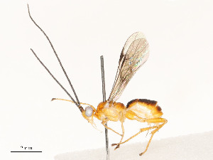  ( - CBG-A53651-G09)  @11 [ ] CreativeCommons - Attribution Share - Alike (2024) CBG Photography Group Centre for Biodiversity Genomics