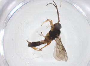  ( - CBG-A53959-G05)  @11 [ ] CreativeCommons - Attribution Share - Alike (2024) Centre for Biodiversity Genomics Centre for Biodiversity Genomics