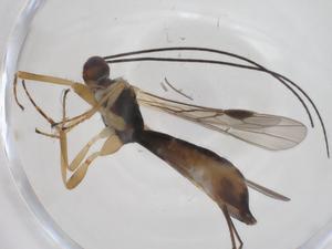  ( - CBG-A53990-C03)  @11 [ ] CreativeCommons - Attribution Share - Alike (2024) Centre for Biodiversity Genomics Centre for Biodiversity Genomics