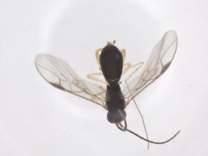  ( - CBG-A53994-B08)  @11 [ ] CreativeCommons - Attribution Share - Alike (2024) Centre for Biodiversity Genomics Centre for Biodiversity Genomics