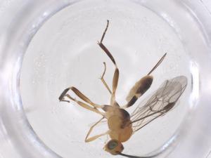  (Meteorus Janzen5535 - CBG-A54005-B11)  @11 [ ] CreativeCommons - Attribution Share - Alike (2024) Centre for Biodiversity Genomics Centre for Biodiversity Genomics