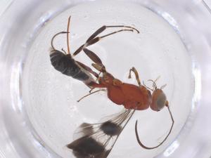  ( - CBG-A54005-F10)  @11 [ ] CreativeCommons - Attribution Share - Alike (2024) Centre for Biodiversity Genomics Centre for Biodiversity Genomics