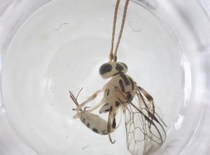  ( - CBG-A54006-B12)  @11 [ ] CreativeCommons - Attribution Share - Alike (2024) Centre for Biodiversity Genomics Centre for Biodiversity Genomics