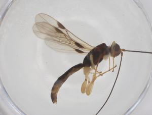  ( - CBG-A54006-E07)  @11 [ ] CreativeCommons - Attribution Share - Alike (2024) Centre for Biodiversity Genomics Centre for Biodiversity Genomics