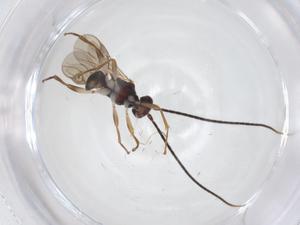  ( - CBG-A54007-F09)  @11 [ ] CreativeCommons - Attribution Share - Alike (2024) Centre for Biodiversity Genomics Centre for Biodiversity Genomics