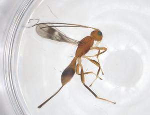  (Ecphylus Malaise8057 - CBG-A54009-H05)  @11 [ ] CreativeCommons - Attribution Share - Alike (2024) Centre for Biodiversity Genomics Centre for Biodiversity Genomics